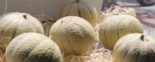 L'agriculture Bio tunisienne à l'honneur au 'Tunisia Organic Day Dubaï'