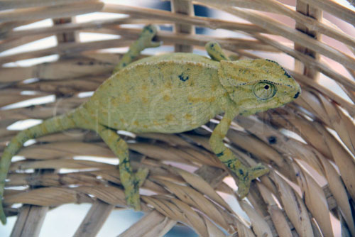 Om el Bouya la vedette ! Le caméléon en Tunisie