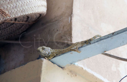 Om el Bouya la vedette ! Le caméléon en Tunisie