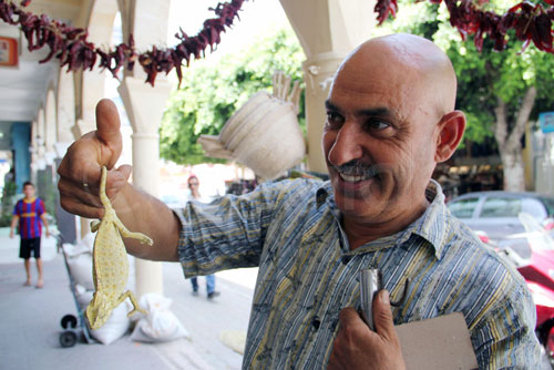 Om el Bouya la vedette ! Le caméléon en Tunisie