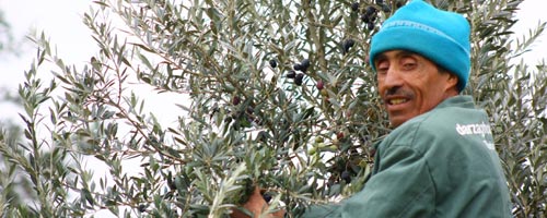 Cueillette et pression artisanale des olives au gîte rural Dar Zaghouan