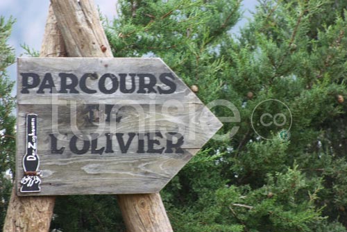 Cueillette et pression artisanale des olives au gîte rural Dar Zaghouan