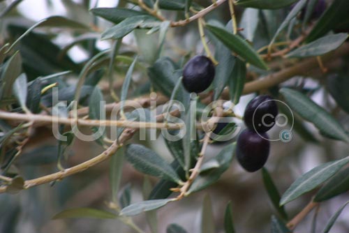 Cueillette et pression artisanale des olives au gîte rural Dar Zaghouan