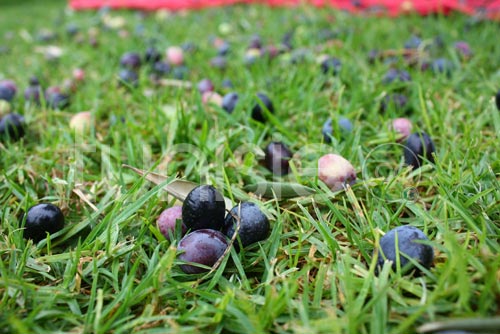 Cueillette et pression artisanale des olives au gîte rural Dar Zaghouan