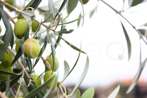 Cueillette et pression artisanale des olives au gîte rural Dar Zaghouan