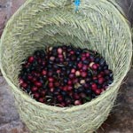 Cueillette et pression artisanale des olives au gîte rural Dar Zaghouan