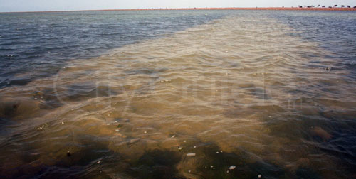 Sortie en Mer à Kerkennah avec Chokri