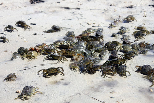 Sortie en Mer à Kerkennah avec Chokri