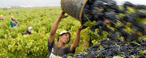 Vin de Tunisie: témoignage / expérience