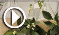 Distillation traditionnelle de l'eau de fleurs de bigaradier à Nabeul