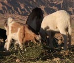 L´Autre Désert Ségui Mdhilla - Gafsa