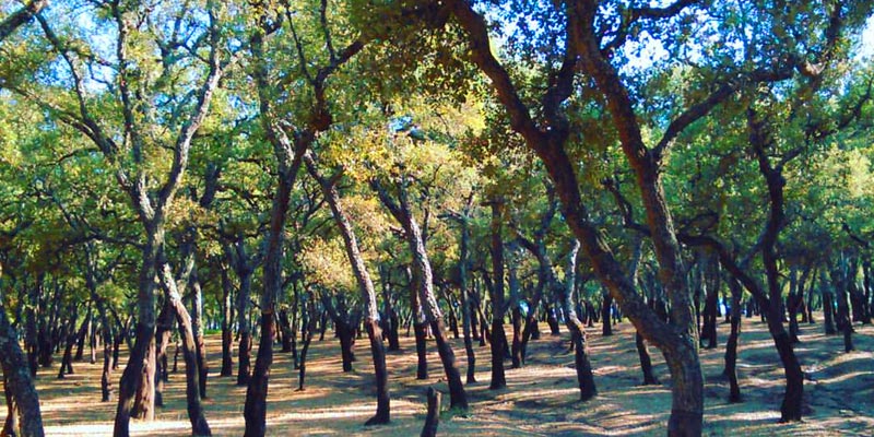 Découvrez en photos les superbes paysages de la ville de Fernana
