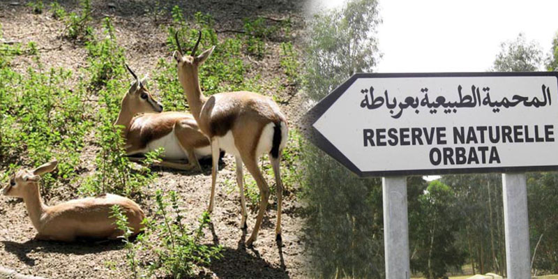 Parc national de Jebel Orbata