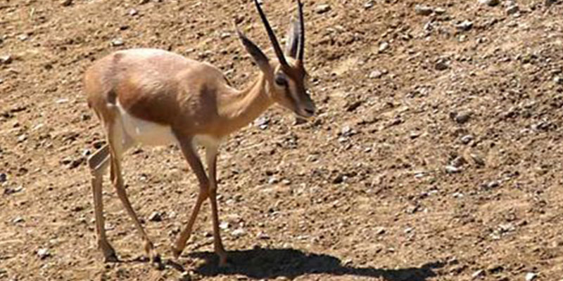 Parc national de Senghar Jabess