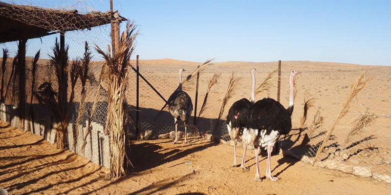 Parc national de Sidi Toui