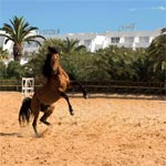 Le Sultan - Hammamet